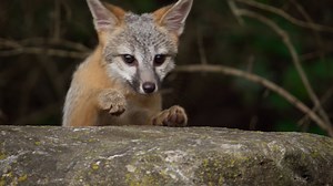 58 reactions | How do wild dogs survive and thrive in the wild? Discover the secrets to their success! Don't miss the second episode of Dogs in the Wild: A Nature Miniseries on Wednesday, February 15 at 7 p.m. | Iowa PBS | Facebook