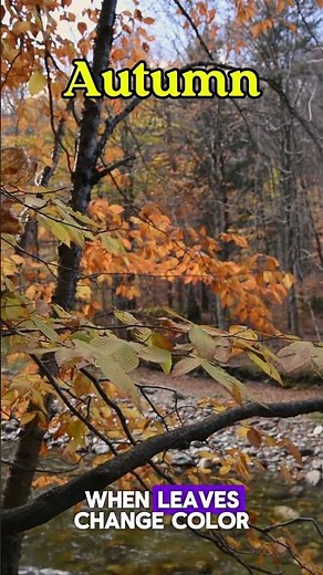 🌸 Learn the Four Seasons in English | Spring, Summer, Autumn & Winter 🌨️ #english #season #shorts