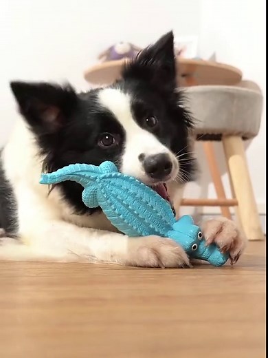 Pet Deluxe Squeaky Dog Toys for Aggressive Chewers, Durable Dog Toys Natural Rubber, Interactive Tough Dog Chew Crocodile Toy Teeth Cleaning for Medium Large Dogs