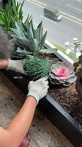 Indoor corner plant turned into succulent garden in 2 hours.