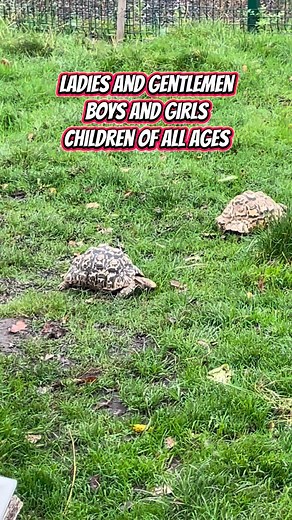 Scratch and Shelby - the stars of our future breeding projects 😊 | ShirleyReptiles