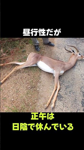 Fun facts about the gerenuk, an animal with an exceptionally good physique #animals #creatures #s...