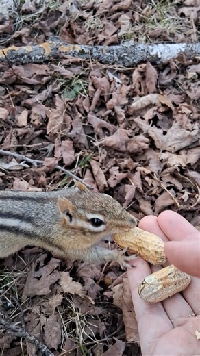 Chipper-Doo Chipmunk Cutie