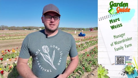 Garden Guide: 5 facts you didn’t know about tulips