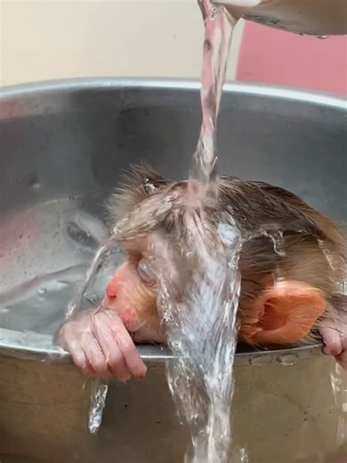 Time To Bathing Water Little Monkey - Little Puppy Monkey9#cutemonkeys #smartmonkey #photography #100kviews #monkey #animals #movie #cute #fyp