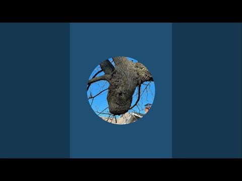 Oak tree removal