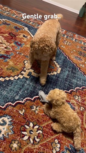 A gentle quarrel over a sock| Real fur vs stuffed fur#DogsOfYouTube#dogtalk #trendingvideo#furreal