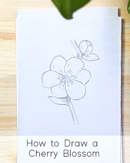 How to Draw a Sakura Cherry Blossom : Step by Step for Beginners - JeyRam Drawing Tutorials