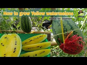 Brilliant Idea to Grow Yellow Watermelon in Small Space for Beginner / Seeds to Harvest by NY SOKHOM