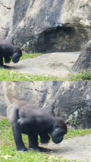Ringo and Jabali