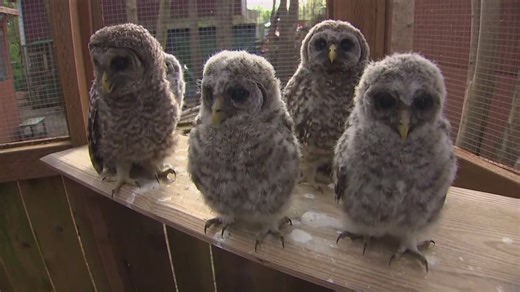 Lawmakers call for barred owl plan to end