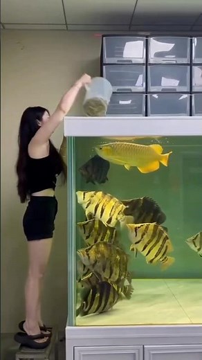 Best feeding of Arowana and Monster cichlids