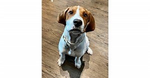 Meet the photographer helping overlooked dogs find their forever homes