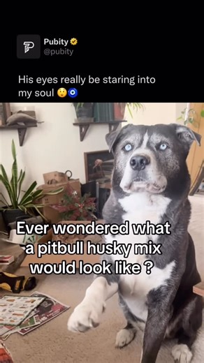 Pubity | 😲 Dogs get clear eyes through a mix of good genetics, proper hydration, balanced nutrition (especially vitamins A, C, and omega-3s),... | Instagram