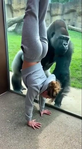 🦍 Gorilla vs. Human: The Ultimate Handstand Challenge! 🔥