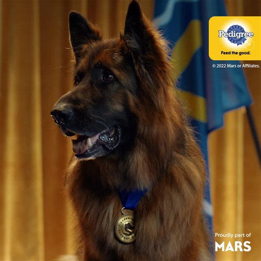 Up to $10 savings on PEDIGREE® dog food - just one way our nationwide support fund is helping dogs in tough times. Visit essentialsupportdogs.com. | Pedigree US