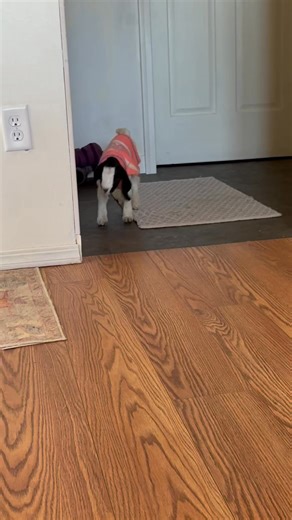 Frozen triplet finally getting her legs under her- well almost! 😅 | Springbrook Farm Boer Goats