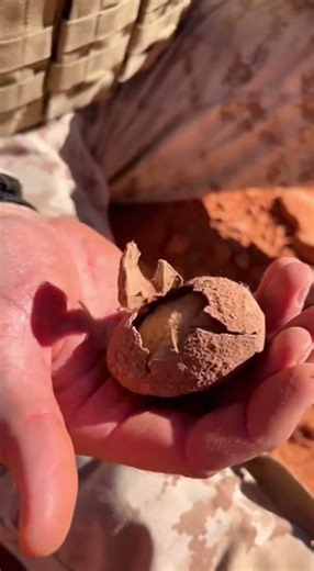 Sand bug fly #shorts