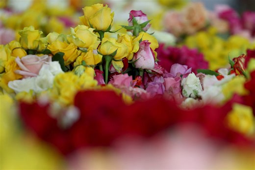 Tariffs threaten Colombian flower industry amid Valentine's Day rush