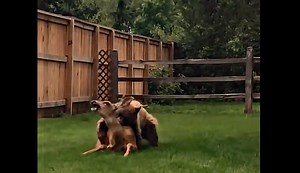Video: Bear Killing a Deer in Residential Neighborhood - AllOutdoor.com