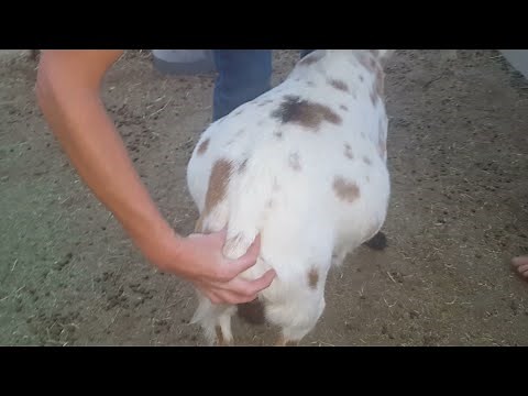 Pregnant Goats Getting Close To Labor