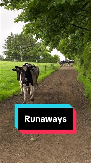 Adventures on the Farm with Our Herd