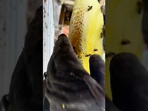 Full Live Bee Removal & Relocation in Chula Vista, CA 🐝 | Step-by-Step Process