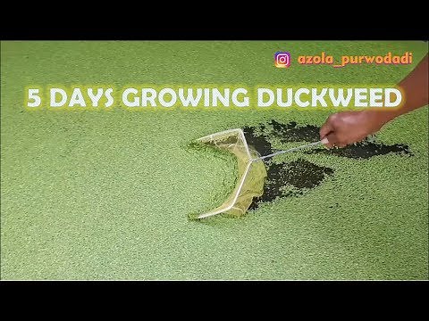 The Growth of Duckweed Day by Day | Growing Duckweed in 5 Days