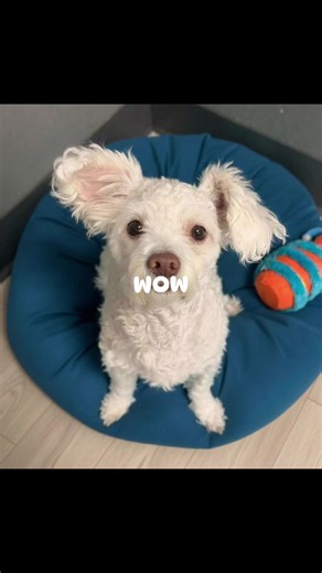 Meet Goose: The Special Needs Pup with a Big Heart