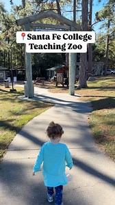 📍 Santa Fe College Teaching Zoo 3000 NW 83rd Street Gainesville, FL 32606 🦚Home to over 70 different species of animals! Visitors can enjoy the zoo’s diverse collection of both native and exotic species like Bald Eagles, White-throated capuchin monkeys, American alligators, Matschie’s Tree Kangaroo and Asian small-clawed otters! ⏰Open daily from 9 a.m. - 3 p.m. Last entry at 2:30 p.m. 🎟️Adults (13 to 59) $10 Children (4 to 12) $6 Children 3 and under FREE Active Military and Veterans $6 with 