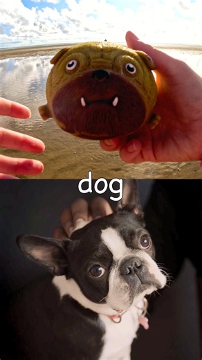 Learn Animal Names for Kids at the Beach: Dog Hippo Gorilla Giraffe Snake