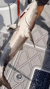 24K views · 4.5K reactions | Cobia action on the oil rigs in Venice, Louisiana with @finnikki_fishing #cobia #oilrig #fishing | Capt. Nick Stanczyk | Facebook