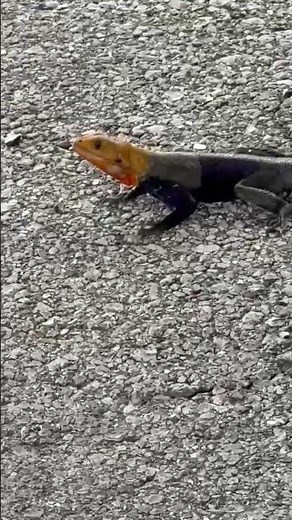 What kind of Lizard is this ? (Florida) Red-headed Rock Agama ? #lizard #redheadedrockagama #florida