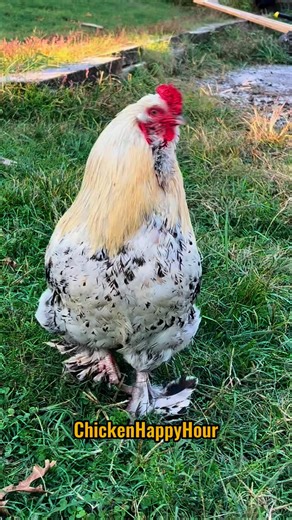 Elaine!!!!! Where are you?!! 👀📣🐔 #elaine #el #laine #ellie #seinfeld #chickens #rooster #funnyanimals #comedy #chickensofinstagram #lainey #elle #memesdaily #chickenhappyhour Audio: @borariechorar 🥳 | Chicken Happy Hour