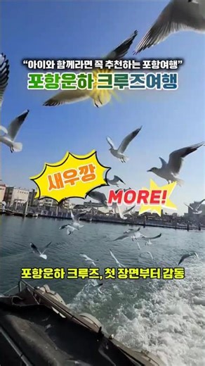 #포항운하크루즈 #포항여행 #포항명소 #포항가볼만한곳#아이와여행 #가족여행 #주말여행#갈매기떼 #유람선여행#국내여행 #여행숏츠 #여행영상