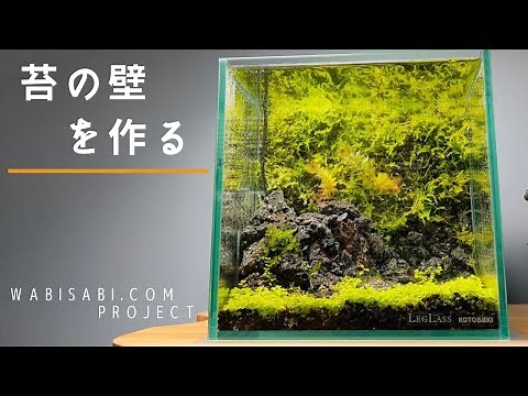 【アクアテラリウムの作り方】苔と水草のおしゃれな水槽を作る