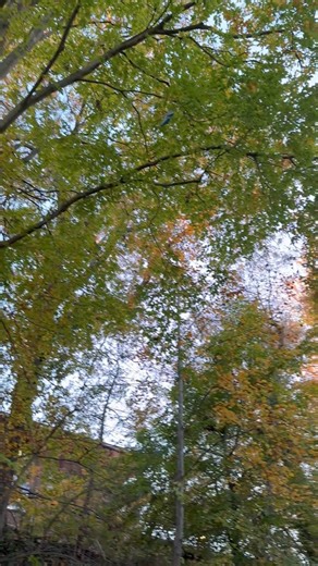 📍 🌳El famoso Árbol Medusa de Greenville — también conocido como Root Tree — es una verdadera maravilla natural escondida entre la belleza de Falls Park y el Swamp Rabbit Trail. Con más de 80–90 años de historia, este majestuoso haya americana (American Beech) destaca por sus raíces expuestas que se extienden como serpientes vivas sobre la ladera: ¡realmente parece salido de un mito! 🐍🌿 📏 Se estima que puede alcanzar cerca de 30 metros (100 pies) de altura con una impresionante red de raíces