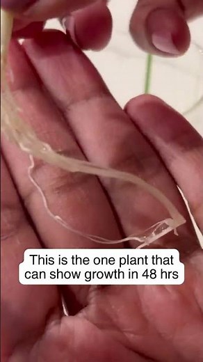 Grow This Plant in 48 Hours (Perfect for Kids) | 100 Days of Propagation