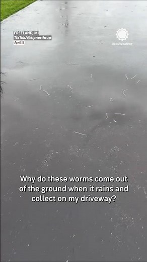 This Is Why Worms Come Out After Rain