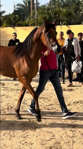 دخول للخيل العربي