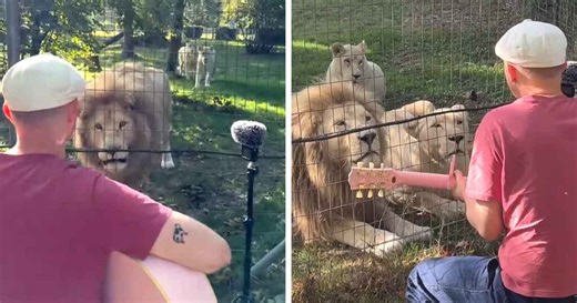Man Plays 'November Rain' to Lions, What Happens Next Is Unbelievable | Inspirational Christian Stories and Positive News