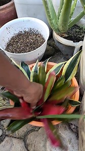 Start collecting Bromeliad plants with different leaf colors into a collection. #plants #ornamentalplants #bromeliad | Iksan Red