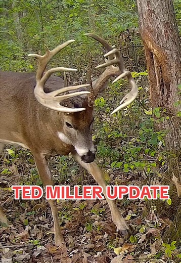 Ted Miller Update: Fall Highlights on YouTube Channel