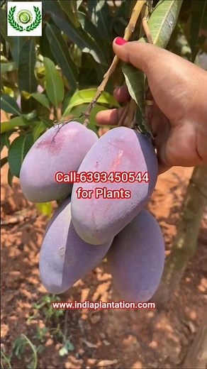 Miyazaki Mango Plant | World's Expensive Mango Plant | Miyazaki Mango Plant Full of Fruits #miyazaki