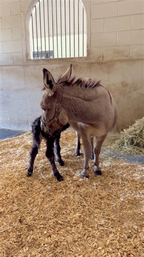 Our jenny Patrin gave birth to this adorable cutie on Friday! Meet Wisdom, our newest jack baby. He's jsut an hour old here! We love our donkeys, they are truly something special. | Gypsy Gold Horse Farm