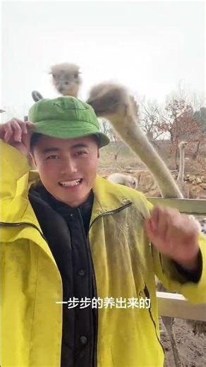 Exclusive Live: My Ostrich Farm Adventures