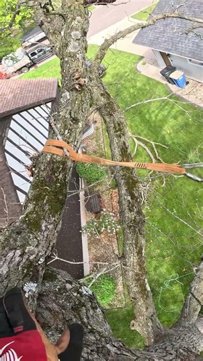 YouTube comments won't like this one.. #treework
