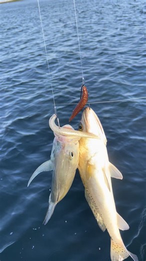 Another 2-for-1 but this time it was two different species!! A trout and a jack on the same cast, using the Sidekick Rig with the Tweakers!! Check out the full video on our YouTube Channel! #inshorefishing #fishingtips #saltwaterfishing #catchandrealease #doubleup
