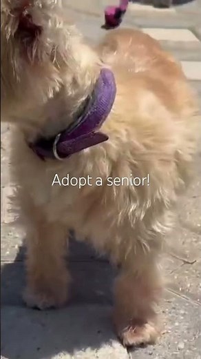 Senior Teri is looking for a forever home. 13 yrs old Cairn Terrier mix