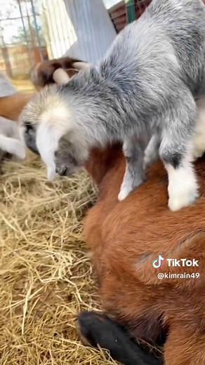 Cute Goats Compilation - Funny and Adorable Baby Goat Videos